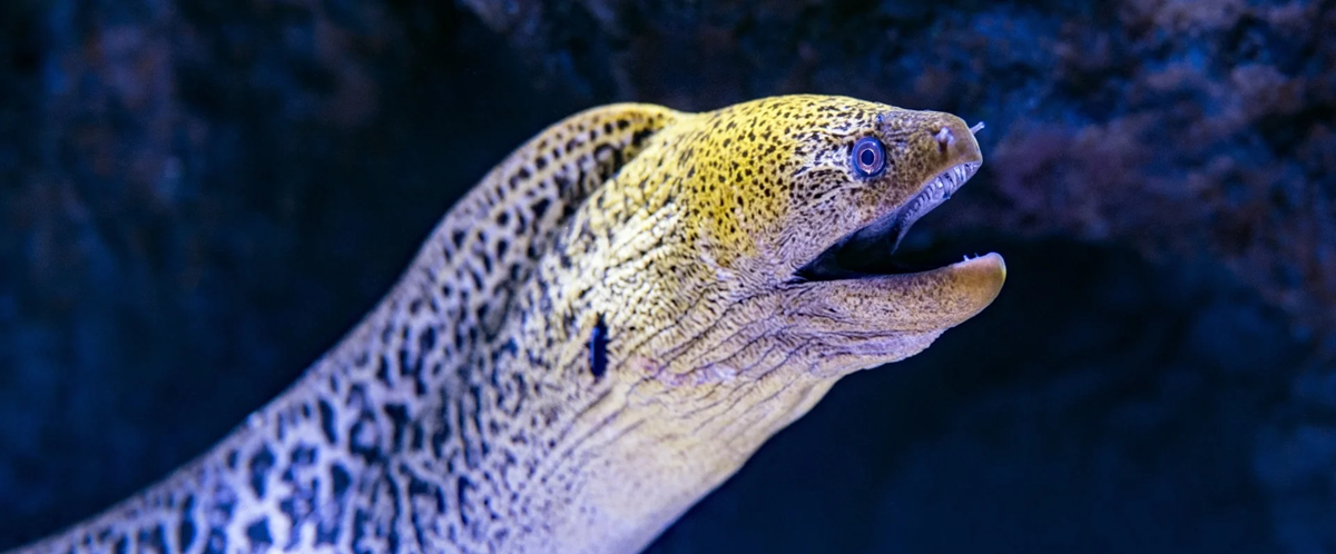 A close-up of a spotted moray eel with its mouth open, showing sharp teeth, against a dark underwater background.