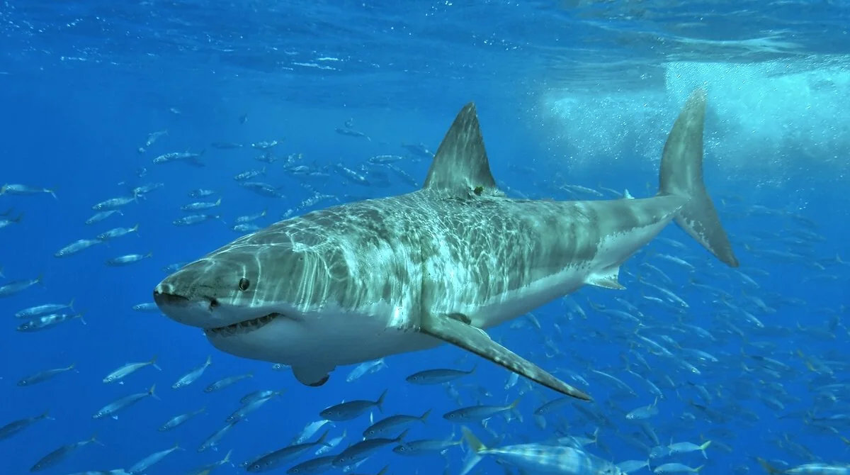 A great white shark swims through clear blue water surrounded by a school of smaller fish. Sunlight filters through the waves, creating patterns on the shark’s body.
