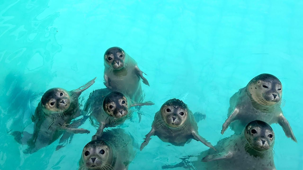 Seven spotted seals stand upright in clear blue water, looking up toward the camera with curious expressions.
