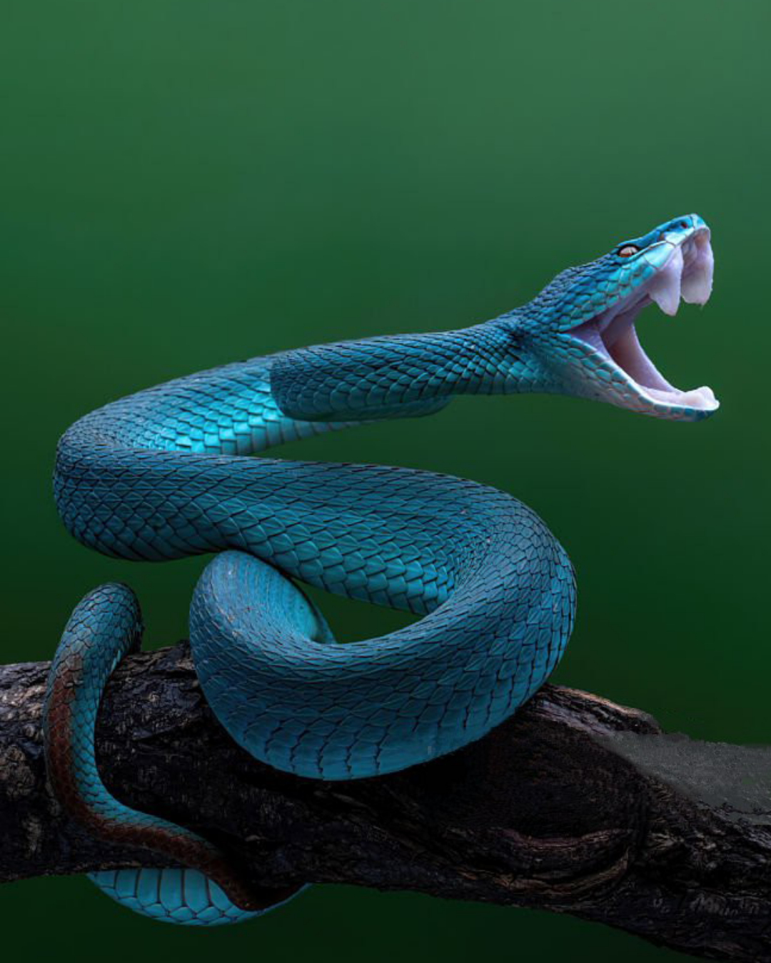 A vibrant blue snake is coiled on a branch, its mouth wide open showing fangs, set against a plain green background.