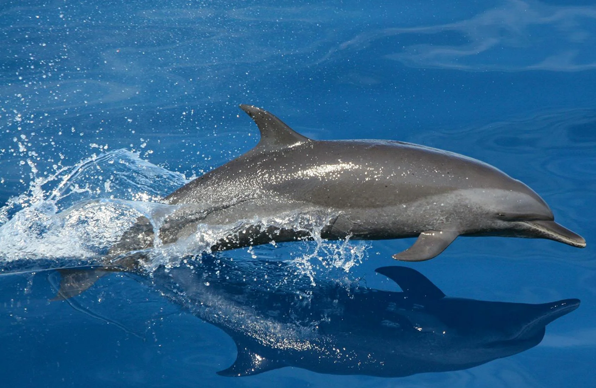 A dolphin leaps out of the water, creating splashes, with its reflection visible on the smooth blue surface of the ocean.