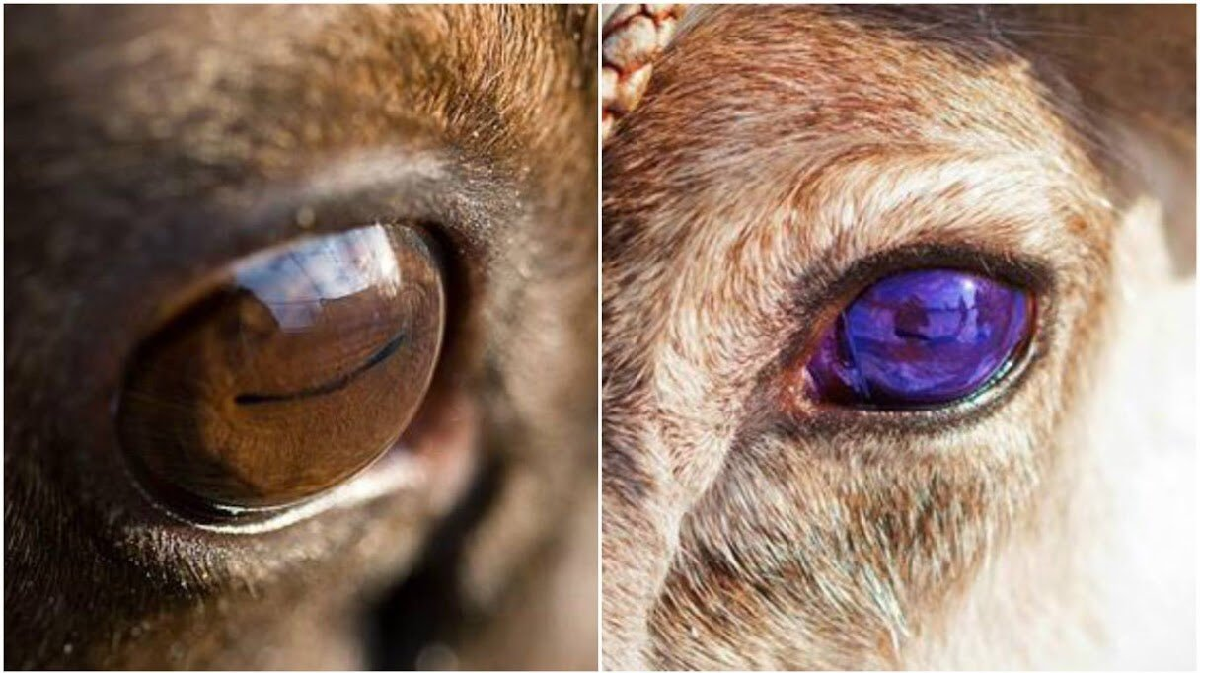 Close-up comparison of two animal eyes: the left eye is brown with a horizontal pupil, and the right eye is purple with a similar horizontal pupil, both set in fur.