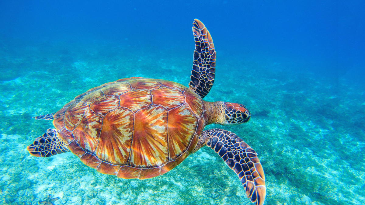 A sea turtle with a detailed, brown and orange shell swims underwater over a clear, blue-green ocean floor.