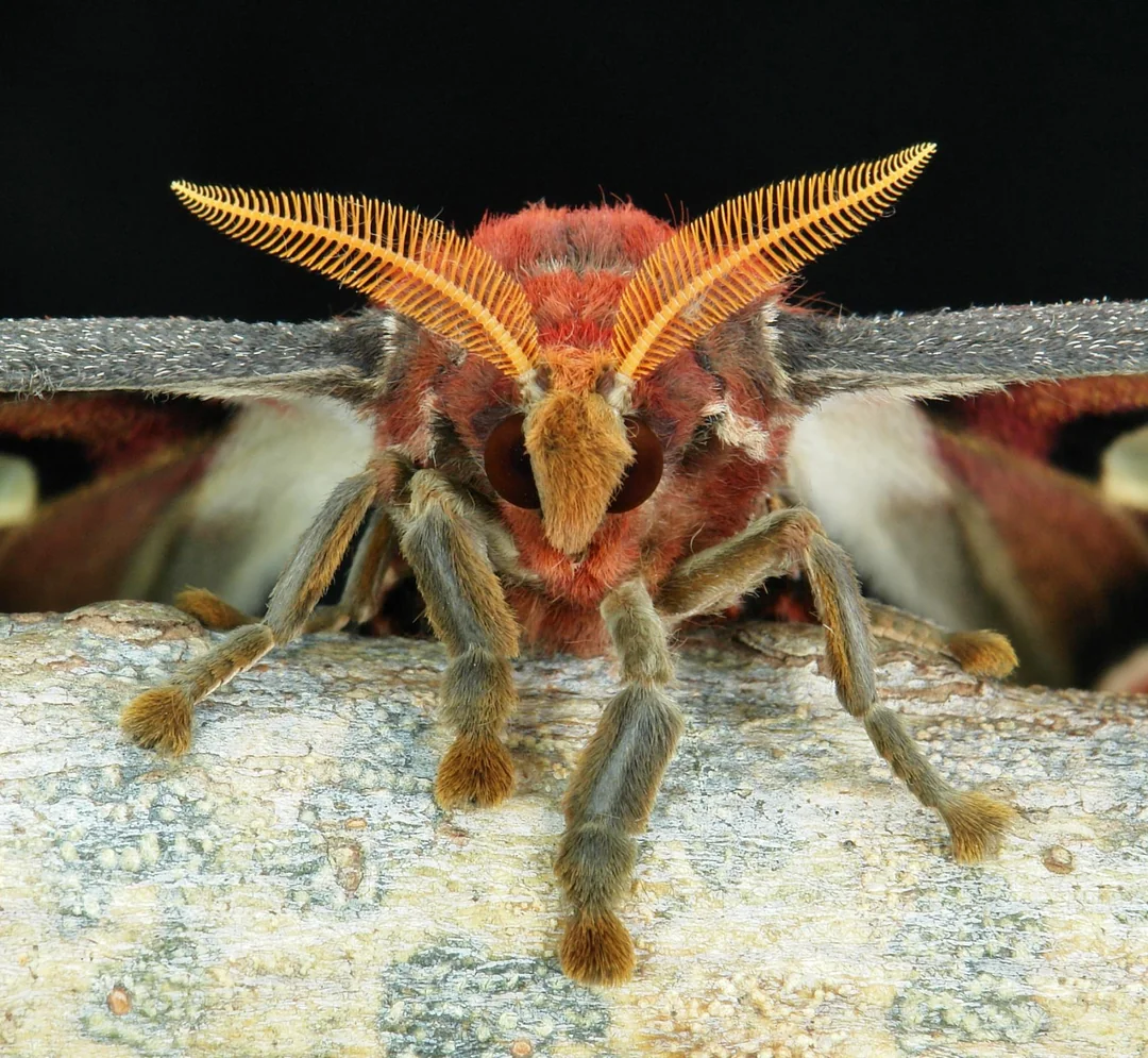 Close-up of a furry moth perched on a branch, showing its feathery orange antennae, large black eyes, and reddish-brown body against a dark background.
