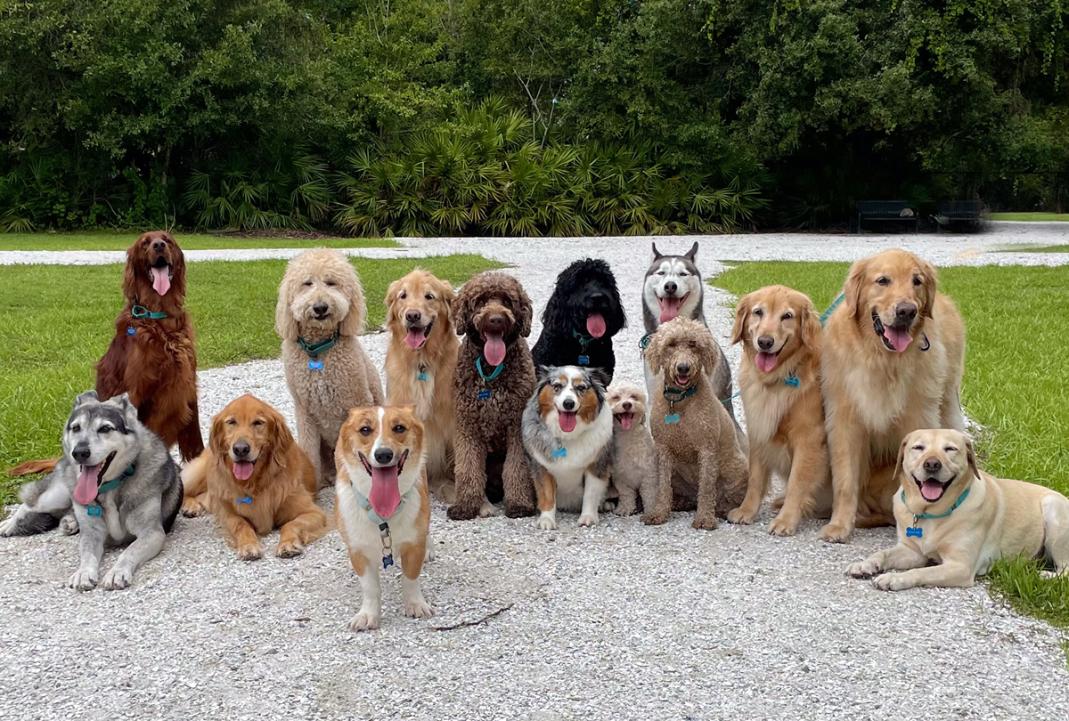 A group of fifteen happy dogs of various breeds sits and stands on a gravel path in a park, all facing the camera with tongues out on a sunny day, with green grass and trees in the background.