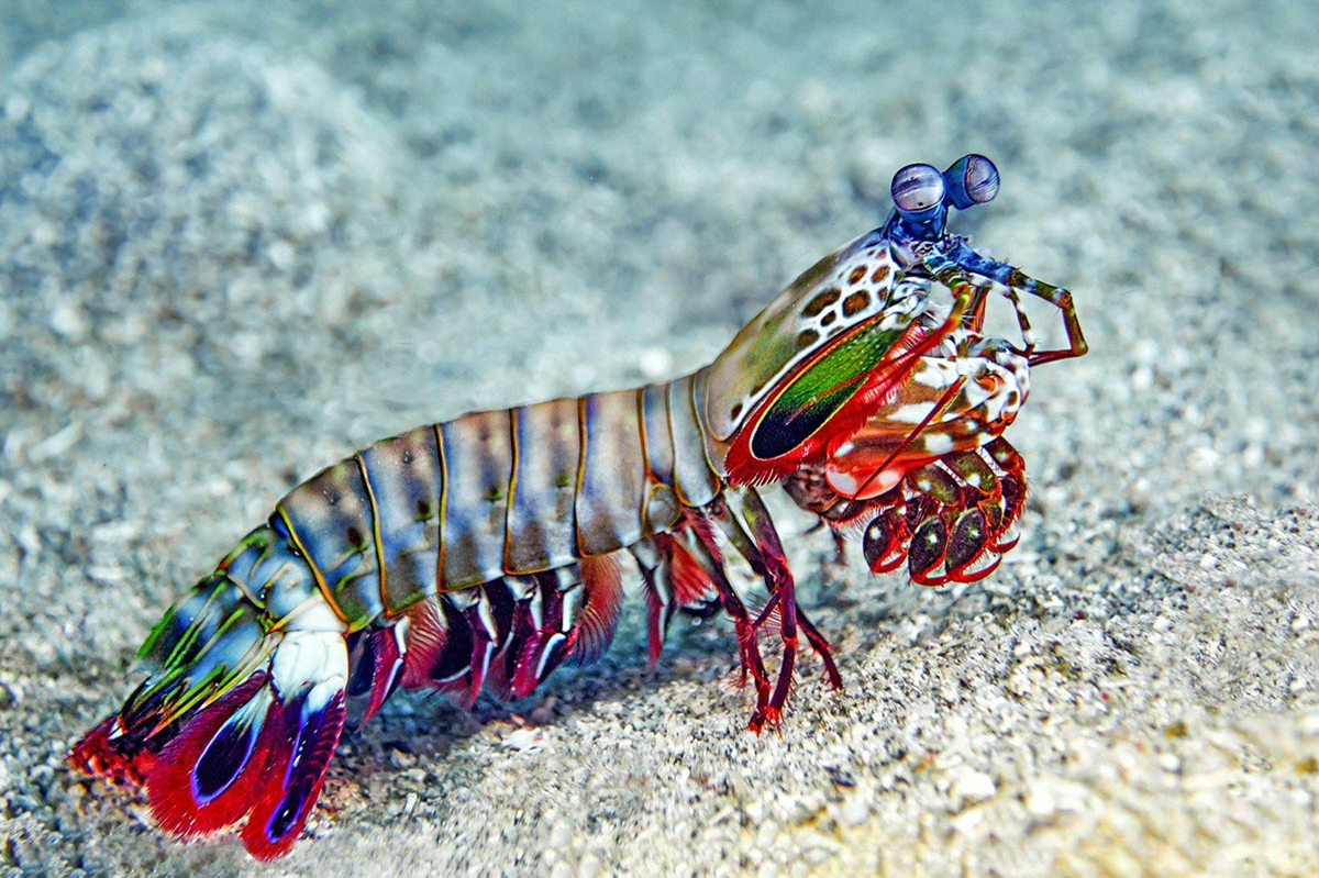 A colorful mantis shrimp with vibrant red, blue, and green markings stands on a sandy ocean floor, displaying its large, prominent eyes and raptorial claws.
