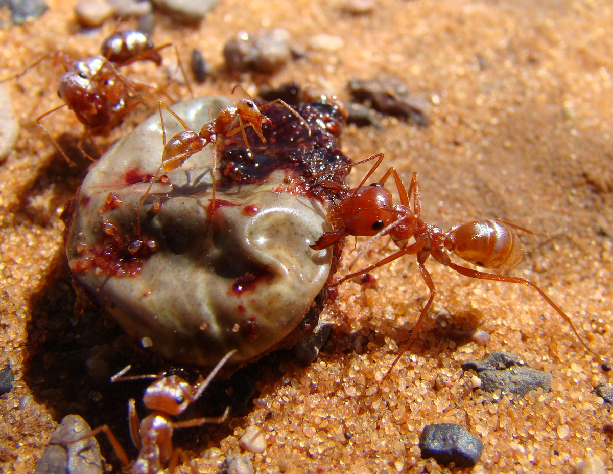 Several reddish ants gather around and feed on a piece of food or fruit with a shiny, wet surface on sandy ground, with small pebbles scattered nearby.
