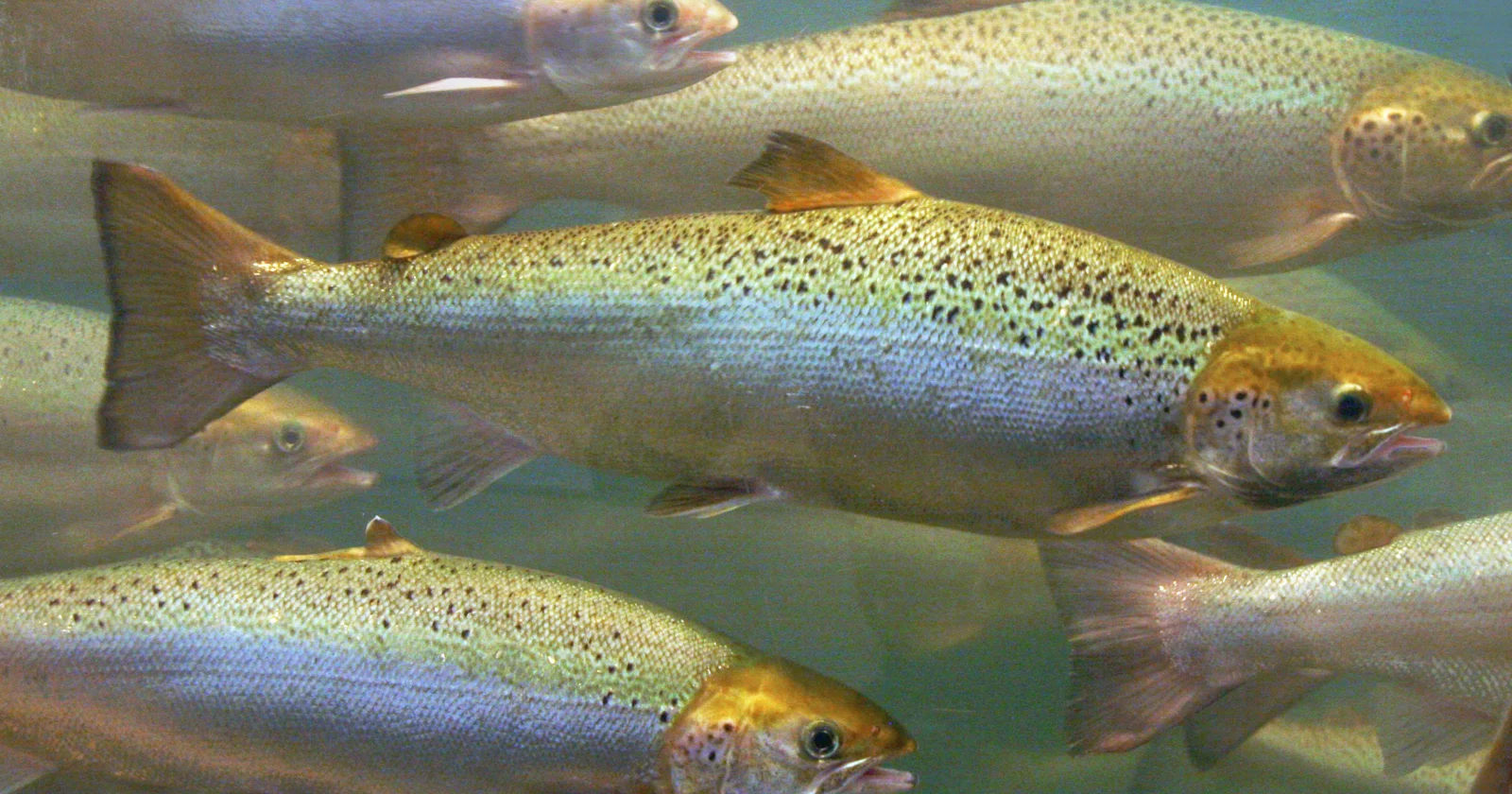 Several large fish with silvery bodies and dark spots swim underwater in a group. The fish have golden-brown heads and streamlined bodies.