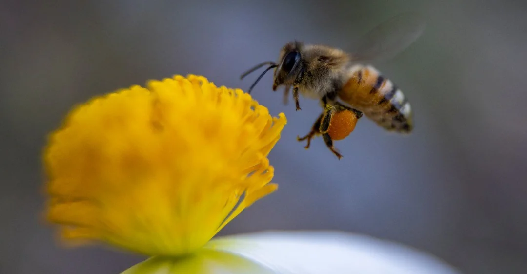 A close-up of a bee flying toward a bright yellow flower, with pollen visible on the bee’s leg. The background is blurred, highlighting the bee and the flower in sharp focus.