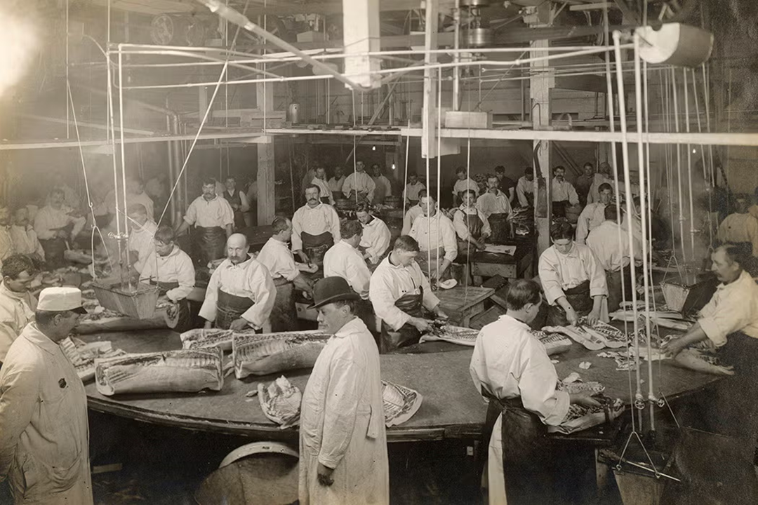 Historic black-and-white photo of workers in white coats processing fish at a crowded cannery, with large fish on tables and machinery overhead.