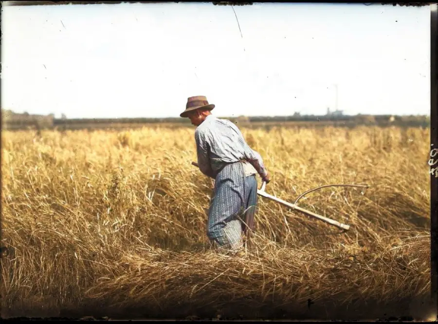 A person wearing a hat and striped clothing harvests tall, golden crops in a field using a scythe under a clear sky.