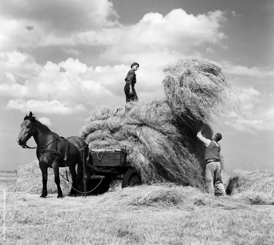 Two people load hay onto a horse-drawn wagon in a field under a partly cloudy sky. One person stands on the wagon arranging hay while the other lifts a bundle. The horse stands still, harnessed to the wagon.