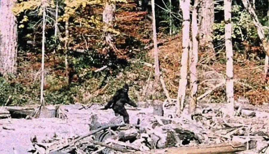 A blurry figure, resembling a large ape or human, walks upright through a forested area with trees and scattered logs in the background.