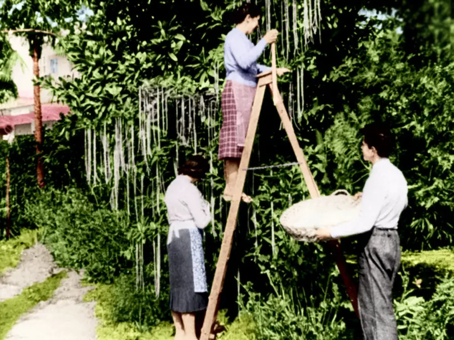 Three people harvest long, spaghetti-like strands from a tree using a ladder and a basket in a green garden. The scene appears unusual and whimsical.