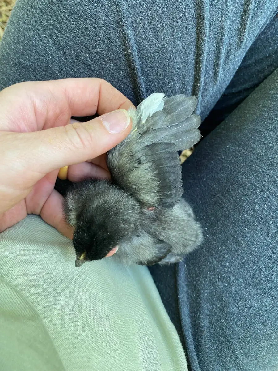 A small black and gray chick with a single white feather on its wing sits on a person's lap. The person is gently holding the chick and wearing gray pants.