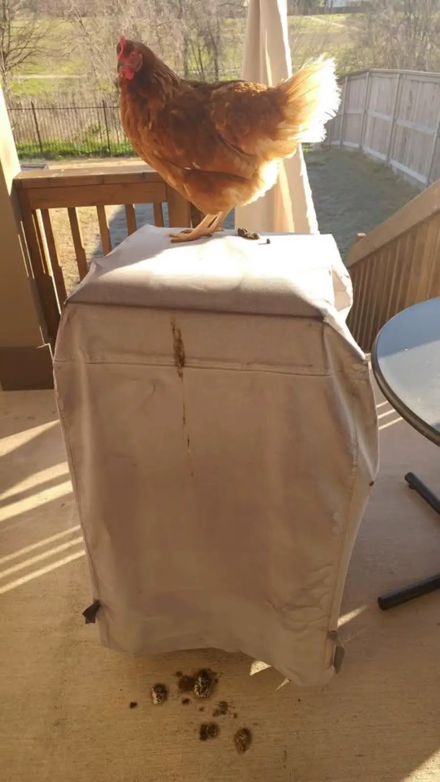 A brown chicken stands on top of a covered grill, with a streak of droppings running down the cover and more droppings on the ground below.