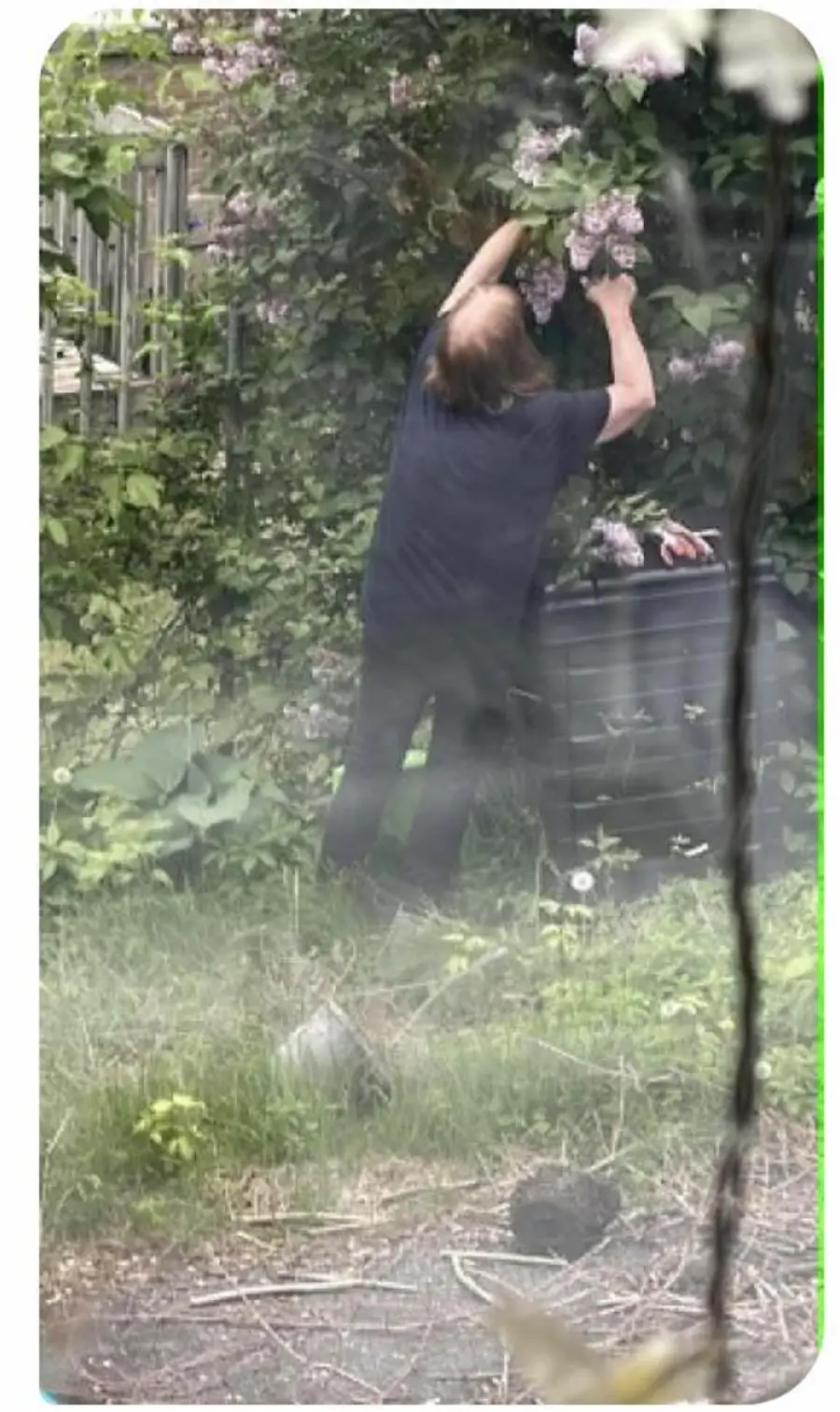 A person in dark clothing stands on tiptoe, reaching up to pick flowers from a tall, leafy bush in a garden with overgrown grass and a compost bin nearby.