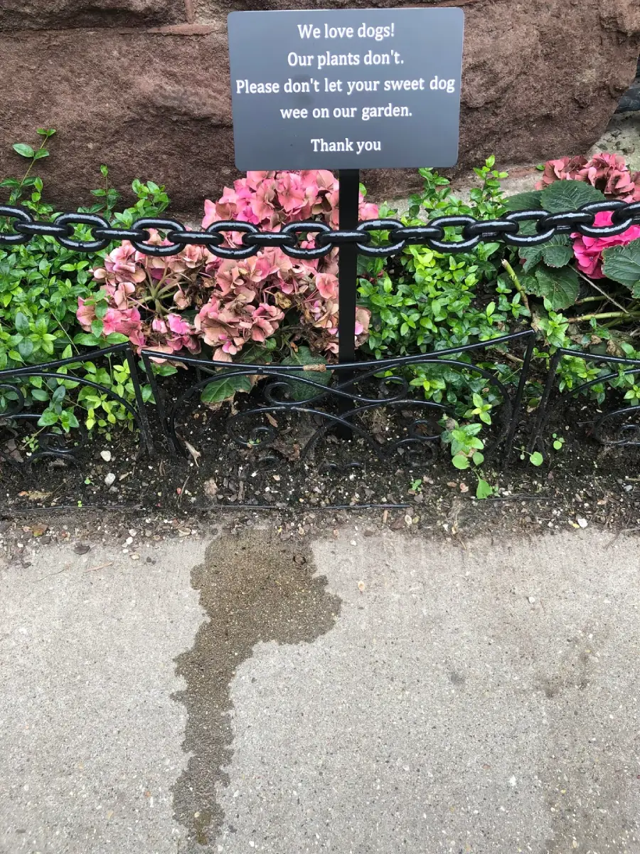 A garden with pink flowers, a "no dog pee" sign, and a wet patch on the sidewalk, likely from a dog, in front of the flowers. Black fence and chain border the garden.