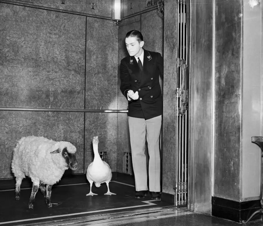 A uniformed elevator operator stands in an open elevator with a sheep and a goose, looking outside as if inviting them to exit.