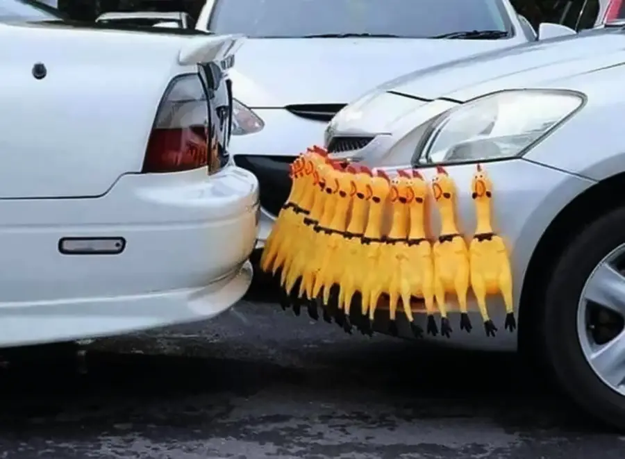 A row of rubber chickens is wedged between two parked cars' bumpers, acting as a humorous buffer to prevent them from touching.