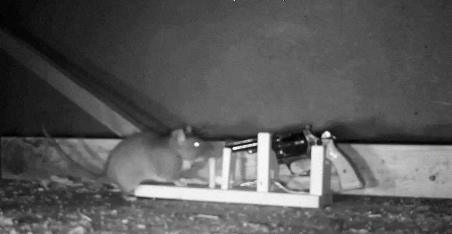 A black and white image shows a rat approaching or sniffing a revolver placed on a wooden frame, possibly in an attic or basement setting.