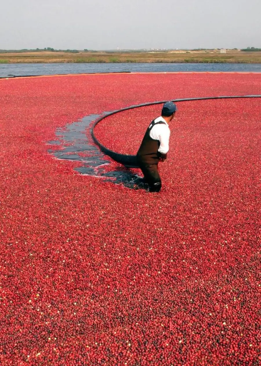 A person in waders stands in a flooded cranberry field, surrounded by floating red cranberries, using a tool to corral them into a curved line for harvesting.