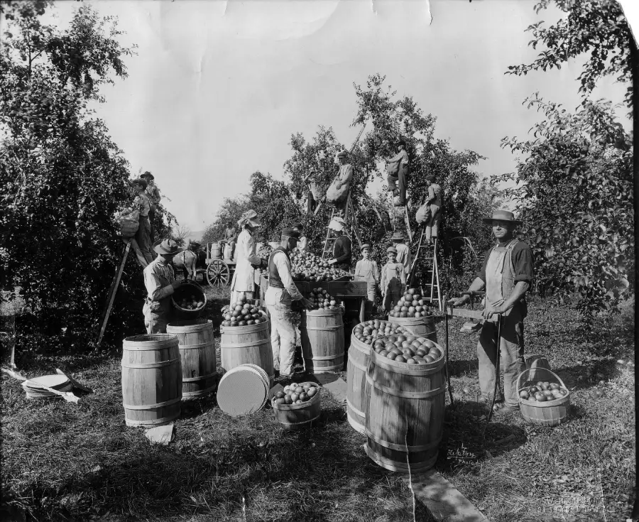 Black and white photo of workers harvesting apples in an orchard, filling wooden barrels. Some stand on ladders to pick fruit from trees, while others gather apples on the ground.