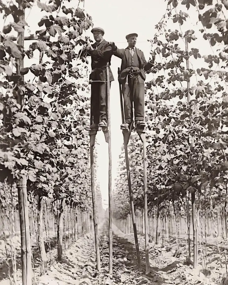 Two men wearing suits stand on tall wooden stilts between rows of leafy, trellised plants in a field, reaching up to tend the plants. The image is black and white, suggesting it is from an earlier time period.