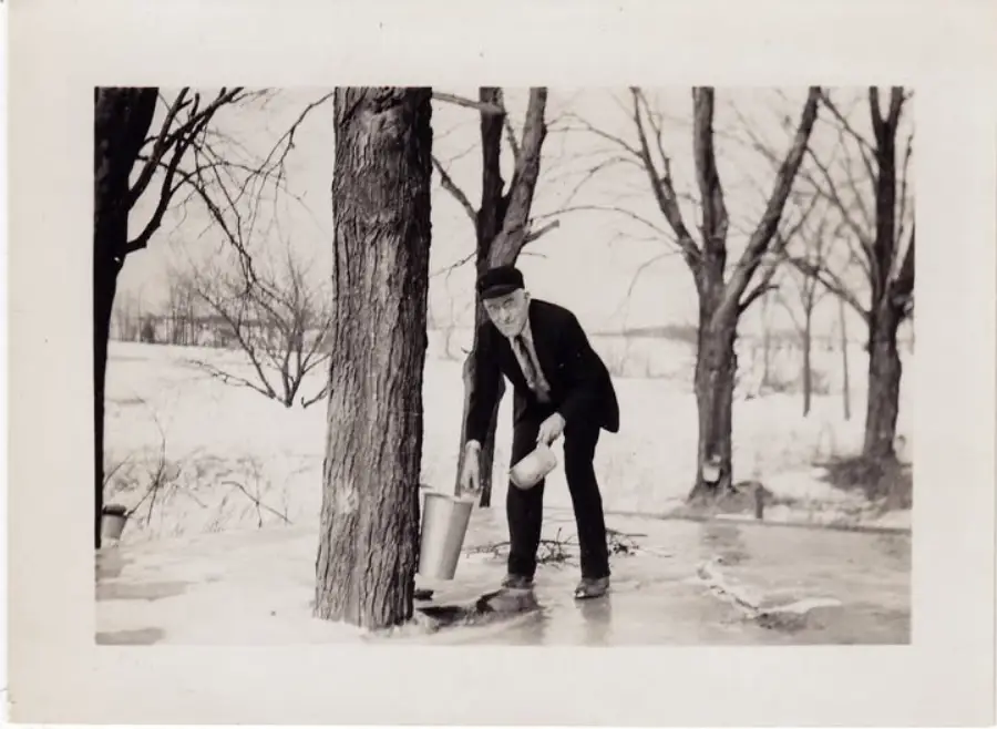 A man in winter clothing collects sap from a tree using a metal bucket in a snowy landscape with leafless trees.