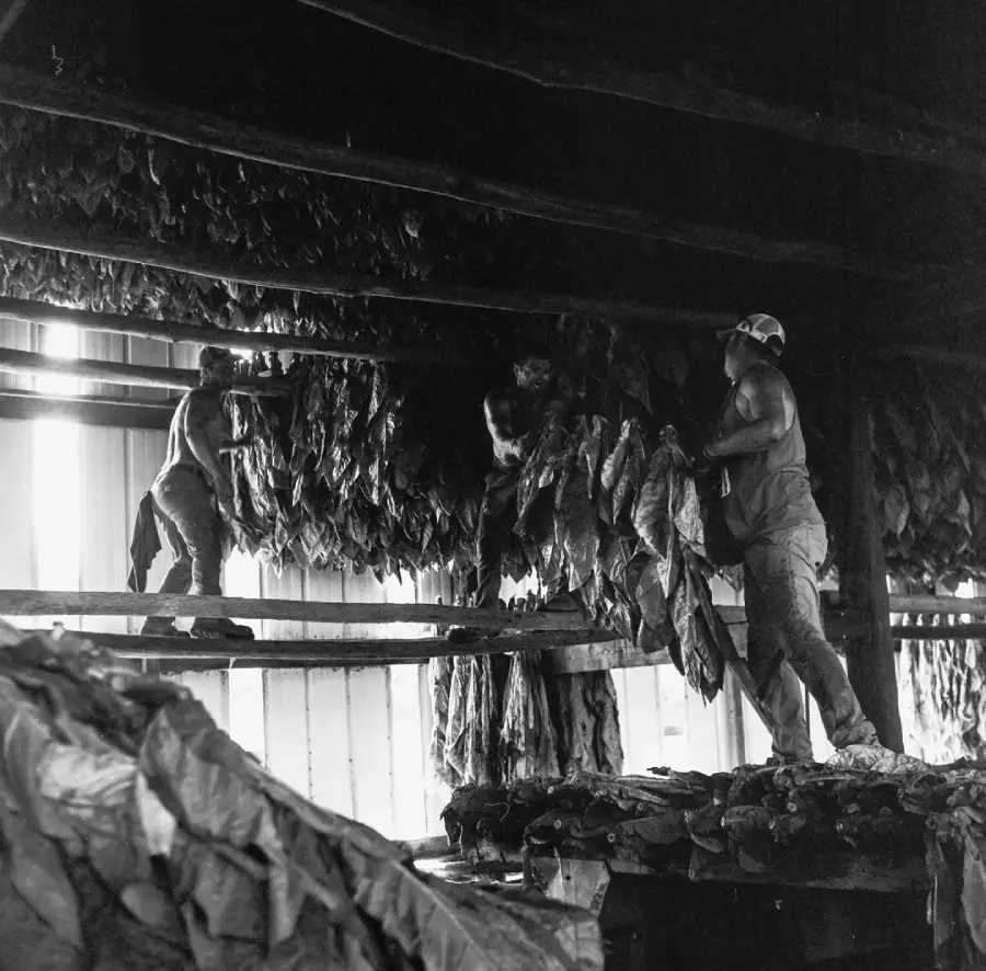 Two workers hang large leaves to dry on wooden beams inside a barn. Sunlight streams through the wall, illuminating the hanging leaves and creating strong contrasts in the rustic interior.