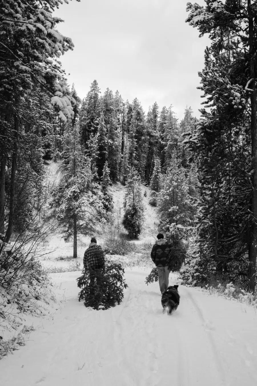 Two people walk on a snowy path through a forest, each pulling a cut evergreen tree. A dog follows behind them. Snow covers the ground and trees.