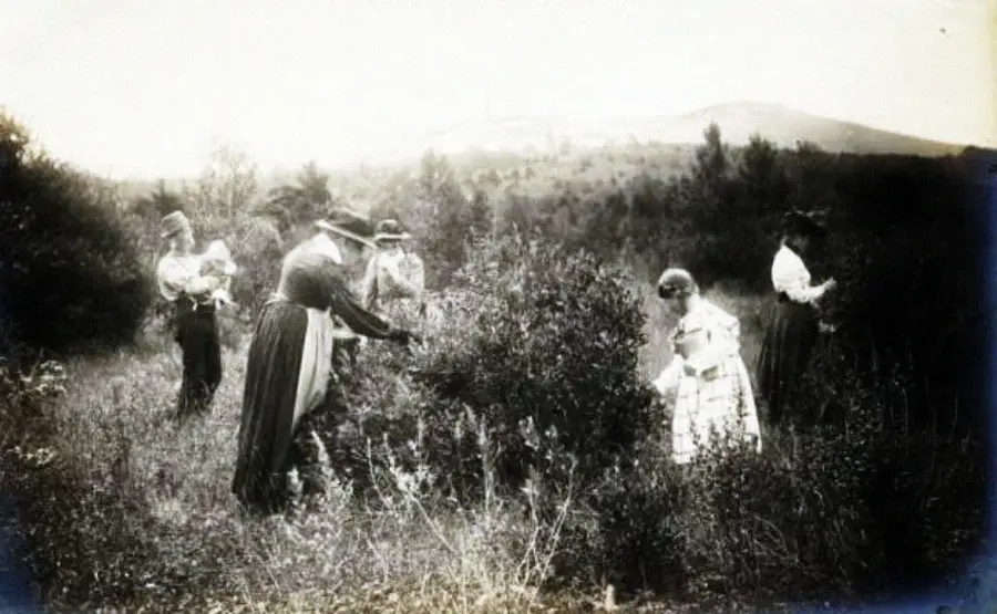 Five people, including women in long dresses and hats, stand in a field picking berries or plants. One woman holds a baby. Trees and hills are visible in the background under a bright sky.