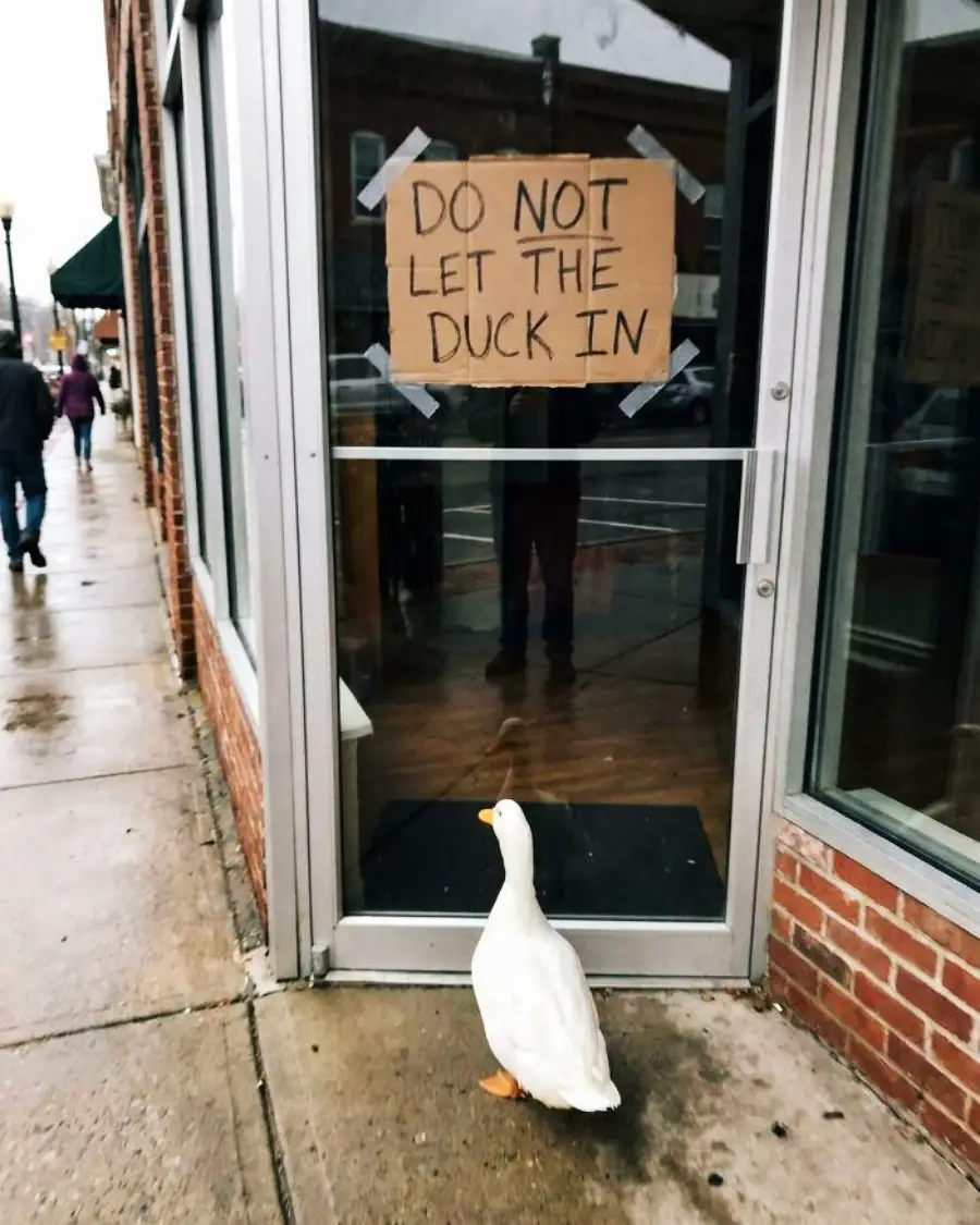 A white duck stands outside a glass door with a sign taped to it that reads, "DO NOT LET THE DUCK IN." The scene is on a rainy sidewalk in front of a brick building.