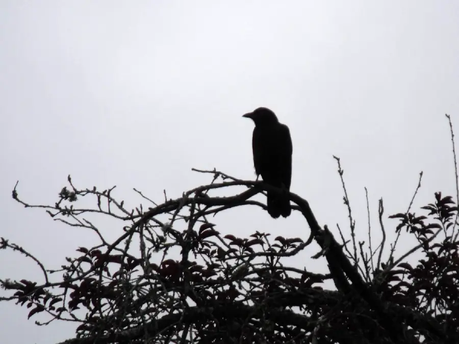 A silhouette of a bird, likely a crow or raven, perched on a bare tree branch against a cloudy, overcast sky. The dark outline contrasts with the light background.