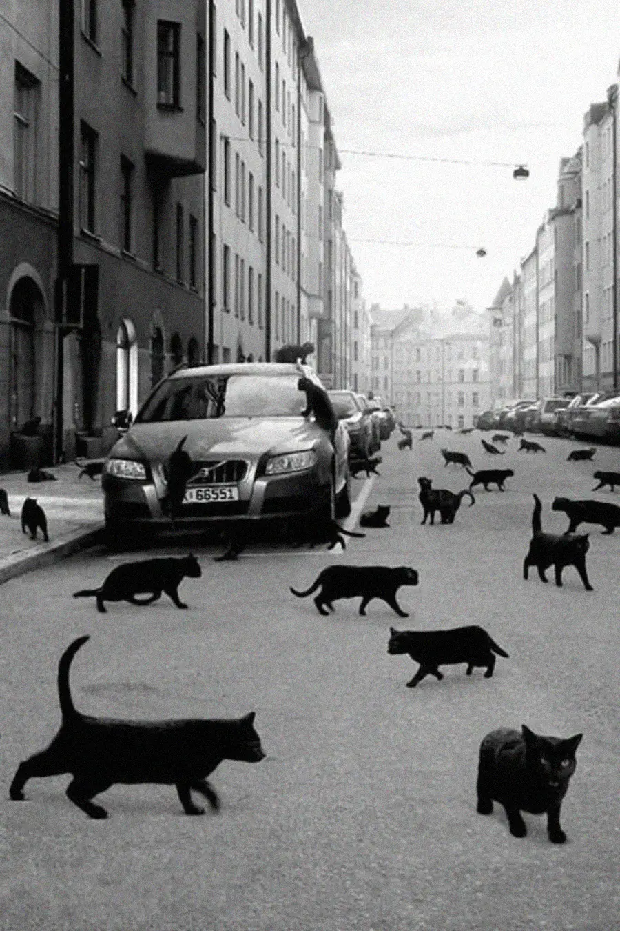 A black and white photo shows a city street with numerous black cats walking, sitting, and standing on the sidewalk and roadway among parked cars and tall buildings.