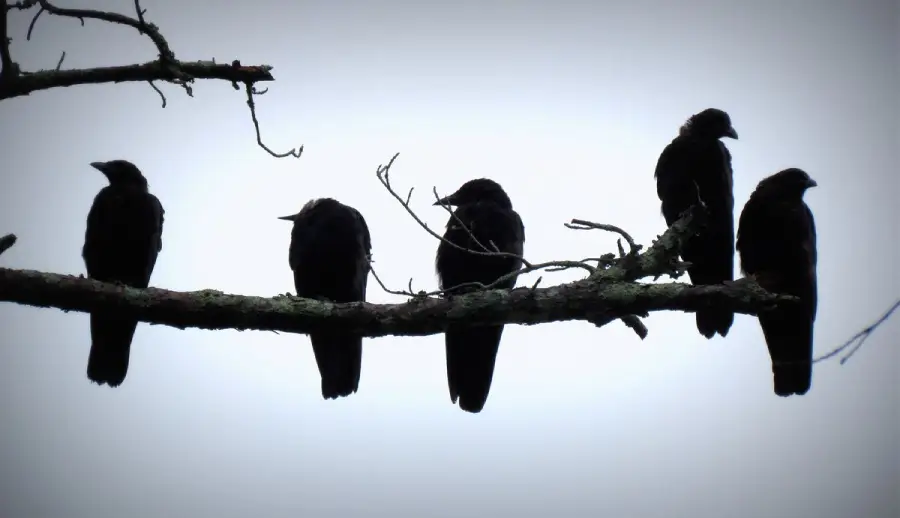 Five crows perch on a bare tree branch against a pale, overcast sky, their dark silhouettes creating a striking contrast with the background.