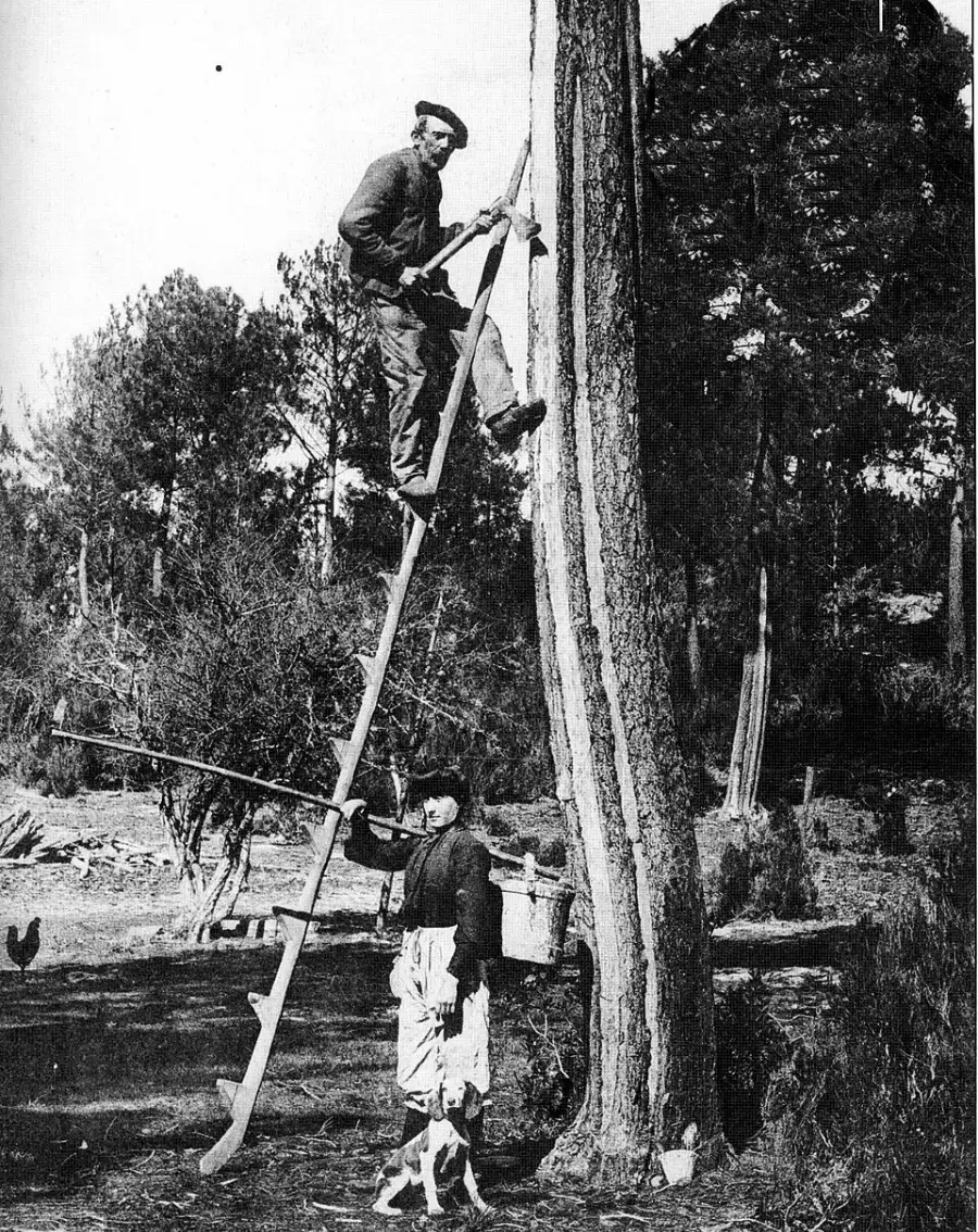 Two people harvest pine resin. One stands on the ground with tools, while the other climbs a ladder, scraping a tall pine tree. Forest surroundings are visible in the background.