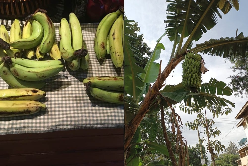 Left: Several green plantains on a checkered surface. Right: A bunch of green plantains hanging from a plantain tree outdoors.