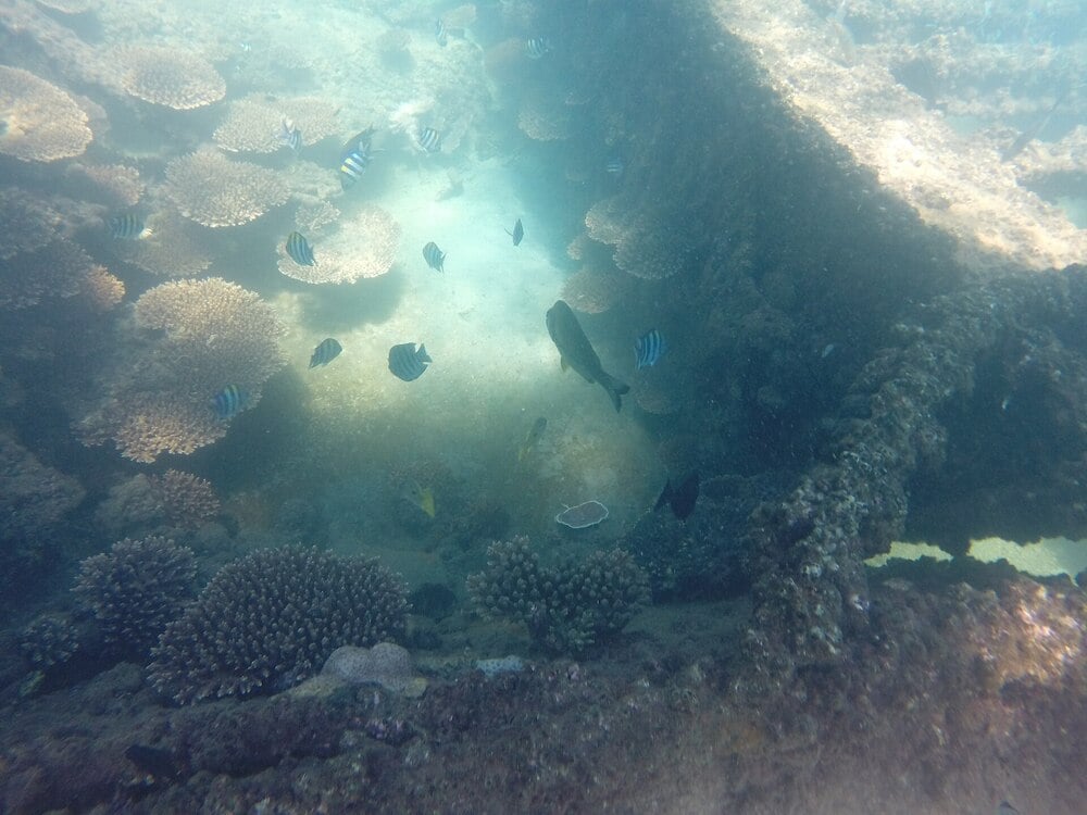 Underwater scene with coral reefs, various tropical fish, and sunlight filtering through the water above, creating a vibrant and lively marine environment.