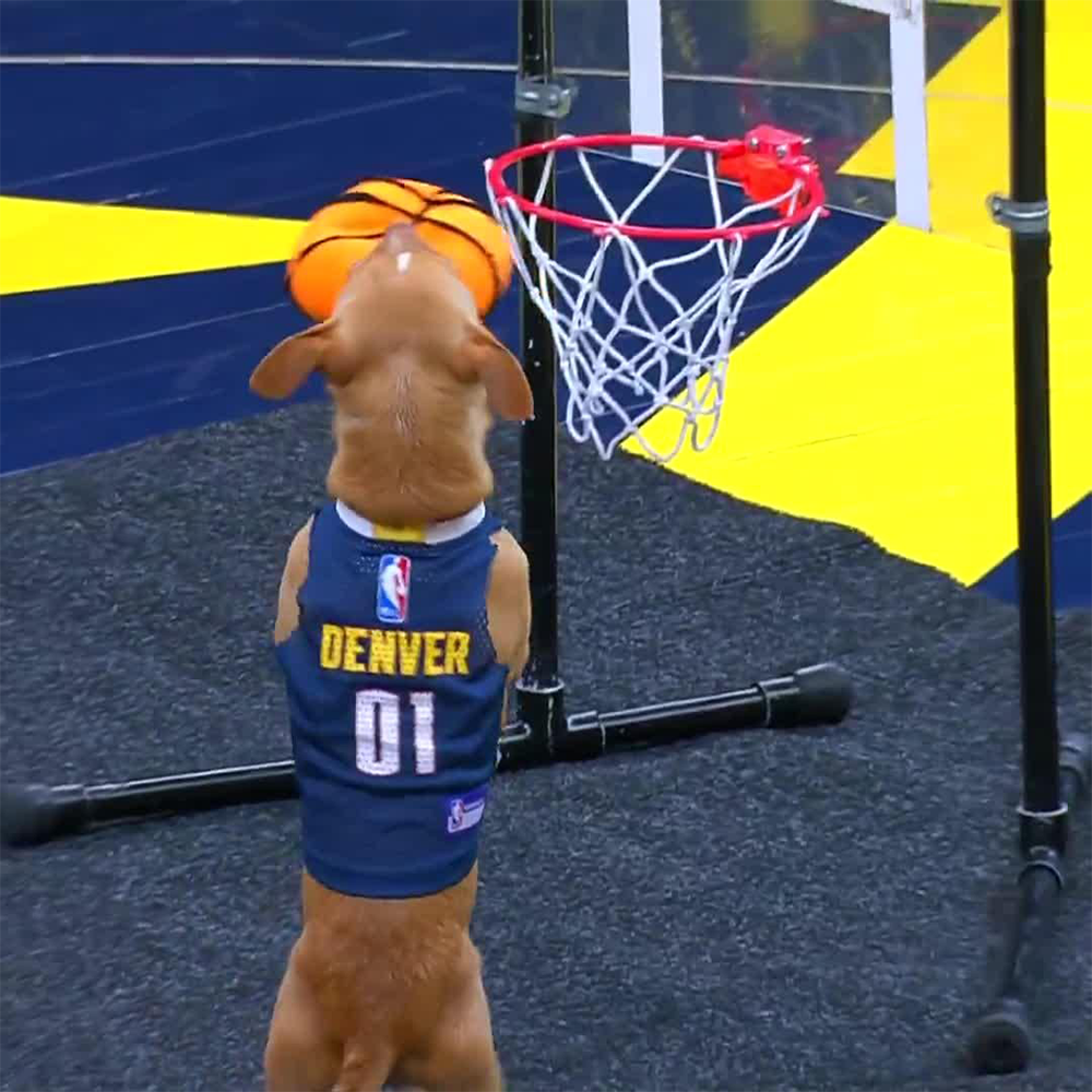 A dog wearing a Denver basketball jersey stands on hind legs, holding a toy basketball in its mouth, about to dunk it into a mini basketball hoop on a court.