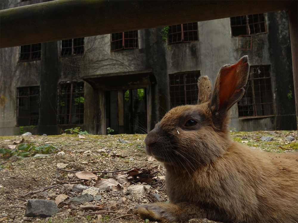 A brown rabbit lies on the ground in front of an old, abandoned building with broken windows and overgrown plants, creating a contrast between nature and decay.
