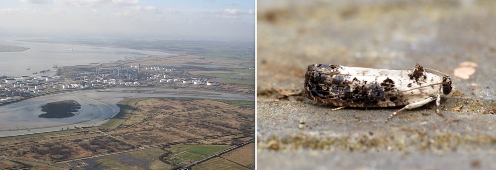 A split image: on the left, an aerial view of a coastal industrial area with water and fields; on the right, a close-up of a small brown and white moth on the ground.