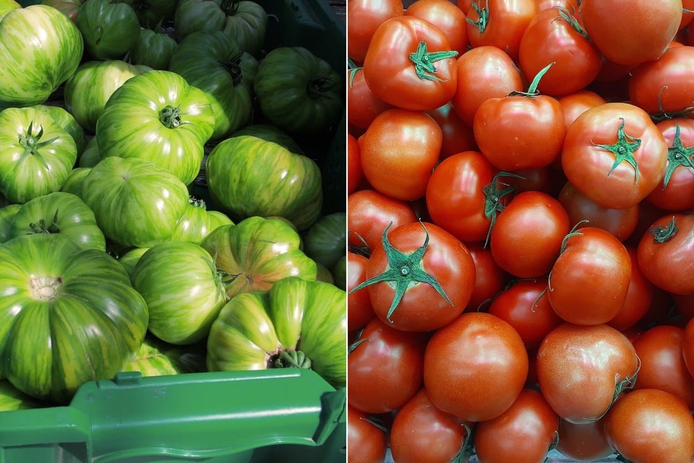 Split image: On the left, a pile of green striped tomatoes; on the right, a pile of ripe red tomatoes. Both sets of tomatoes are stacked in crates.