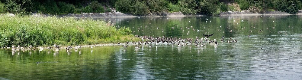 A large group of birds gathers on a grassy riverbank and in the water, surrounded by trees and greenery on a calm, sunny day.