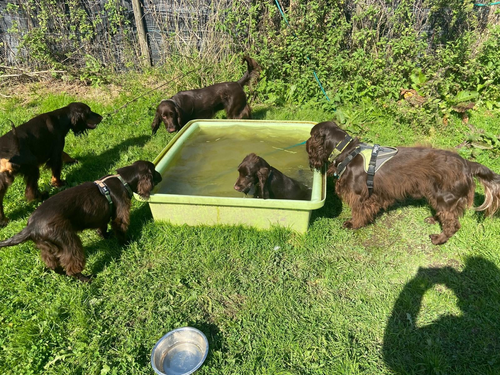 Five dark brown dogs gather around a green plastic tub filled with water—one dog is inside the tub, while the others watch. They are outside on grass, and a metal water bowl and a human shadow are visible nearby.