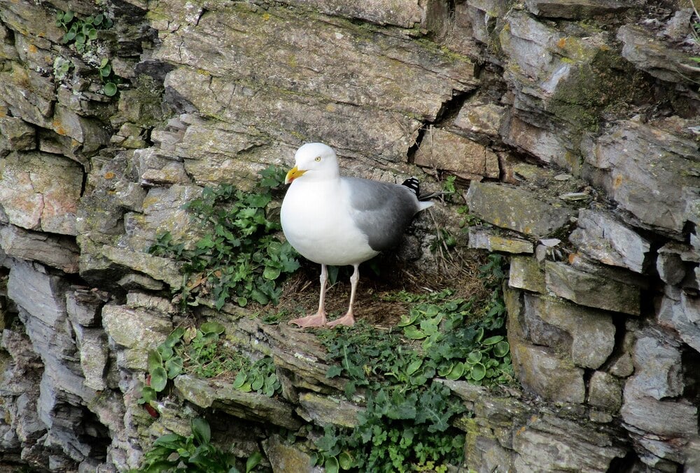 A seagull stands on a nest built among rocks and green plants on a cliffside.