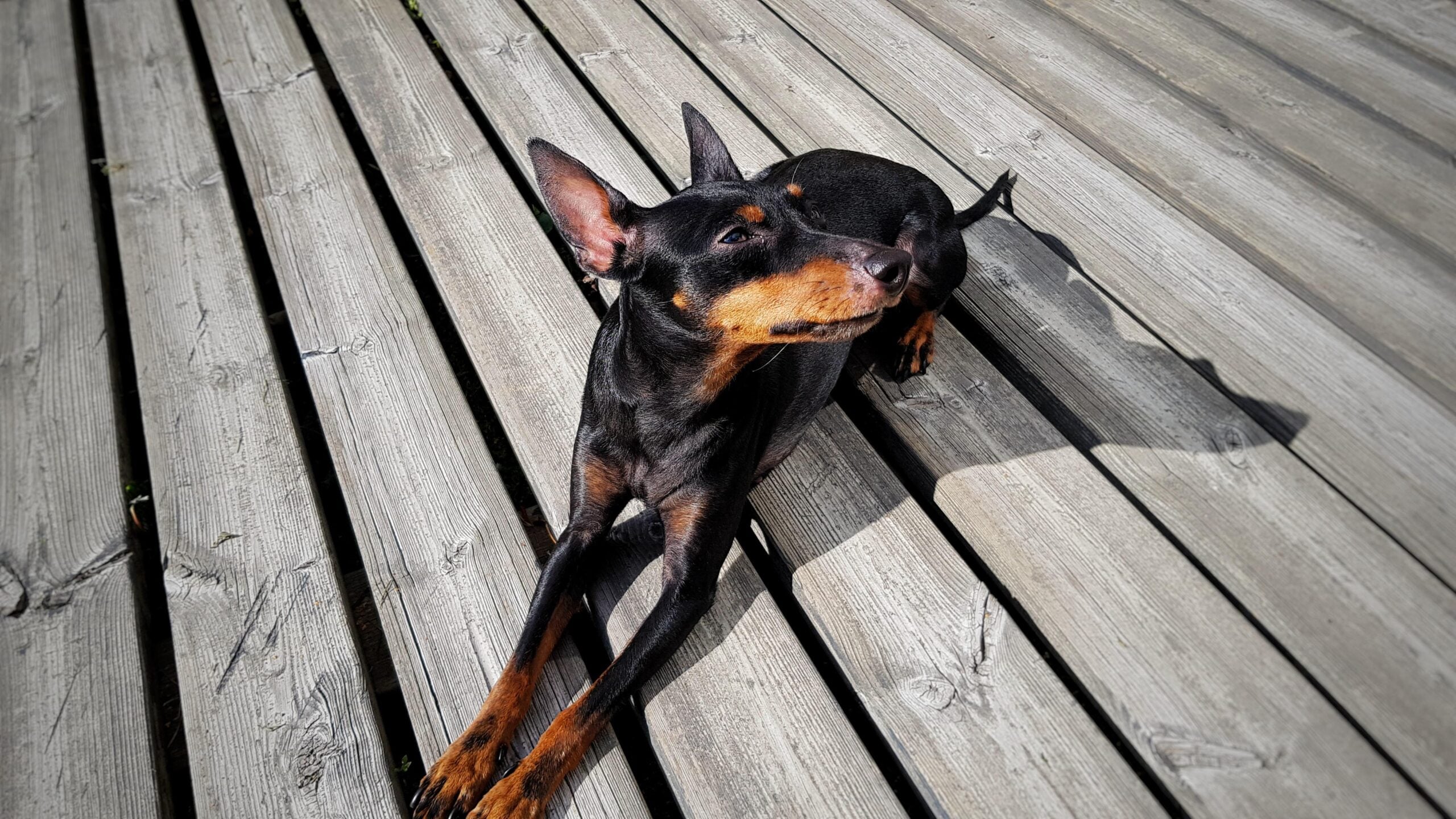A black and tan dog with pointy ears lies on a wooden deck, looking up towards the sunlight.