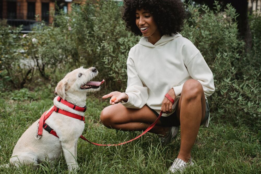 A woman kneels on grass, smiling and holding a treat for a happy dog in a red harness. The dog sits, looking up at her, with greenery in the background.