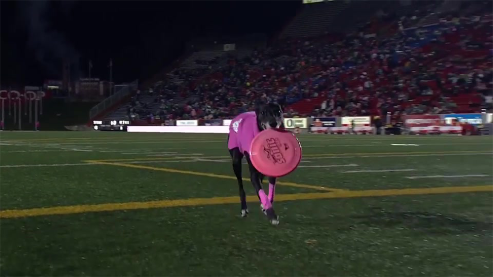 A black dog wearing a pink outfit carries a large pink frisbee while running on a football field during a nighttime event, with a crowd in the stands.