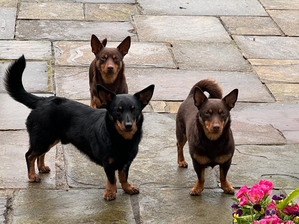 Three small dogs with short legs and pointy ears, two brown and one black, stand on a stone patio. Pink flowers are visible in the lower right corner of the image.